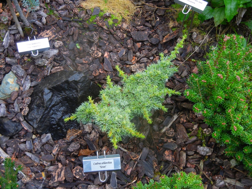 Cedrus atlantica 