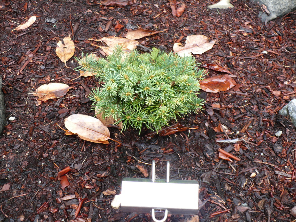 Abies lasiocarpa 