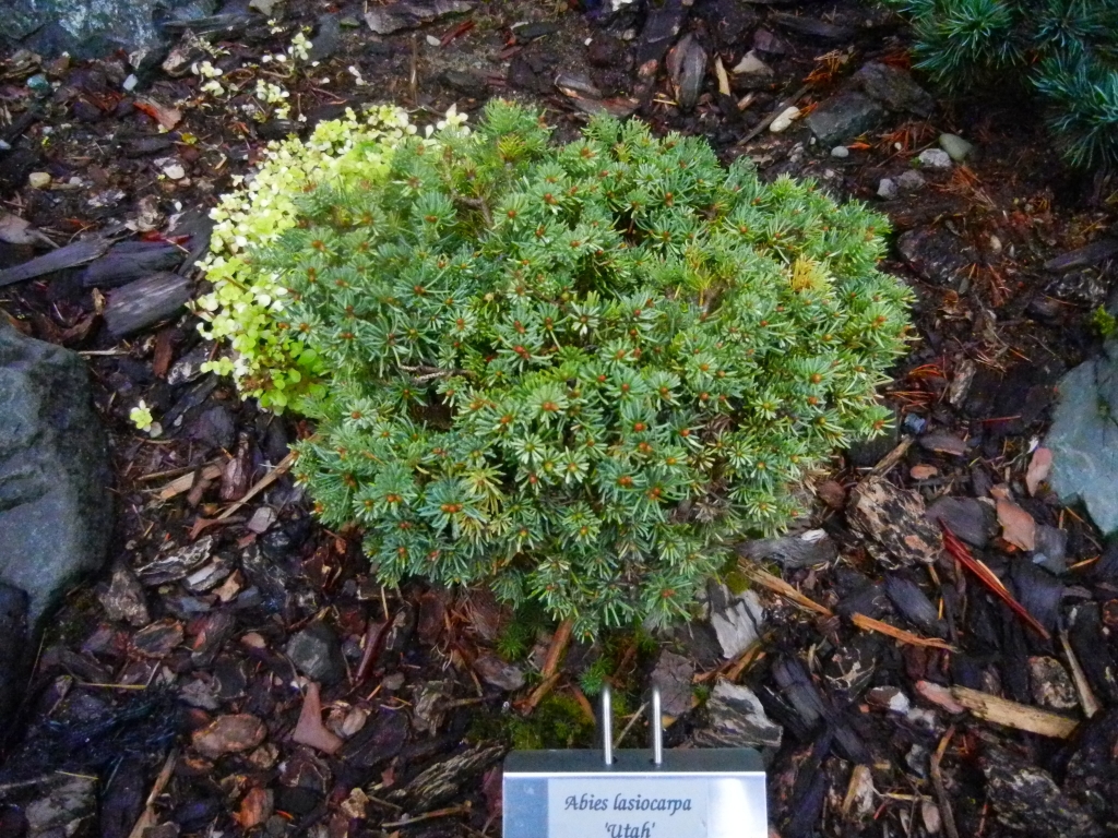 Abies lasiocarpa 