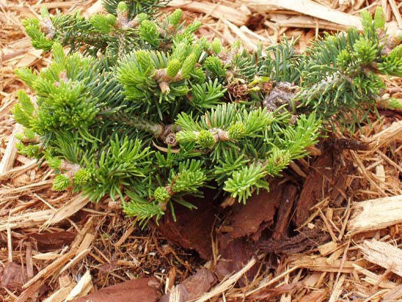 Abies lasiocarpa 