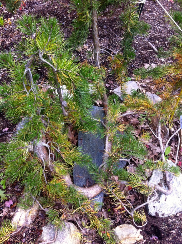 Pinus banksiana 