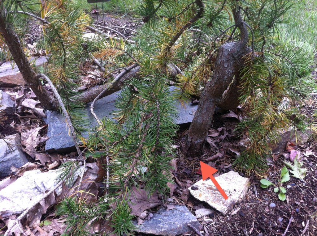 Pinus banksiana 