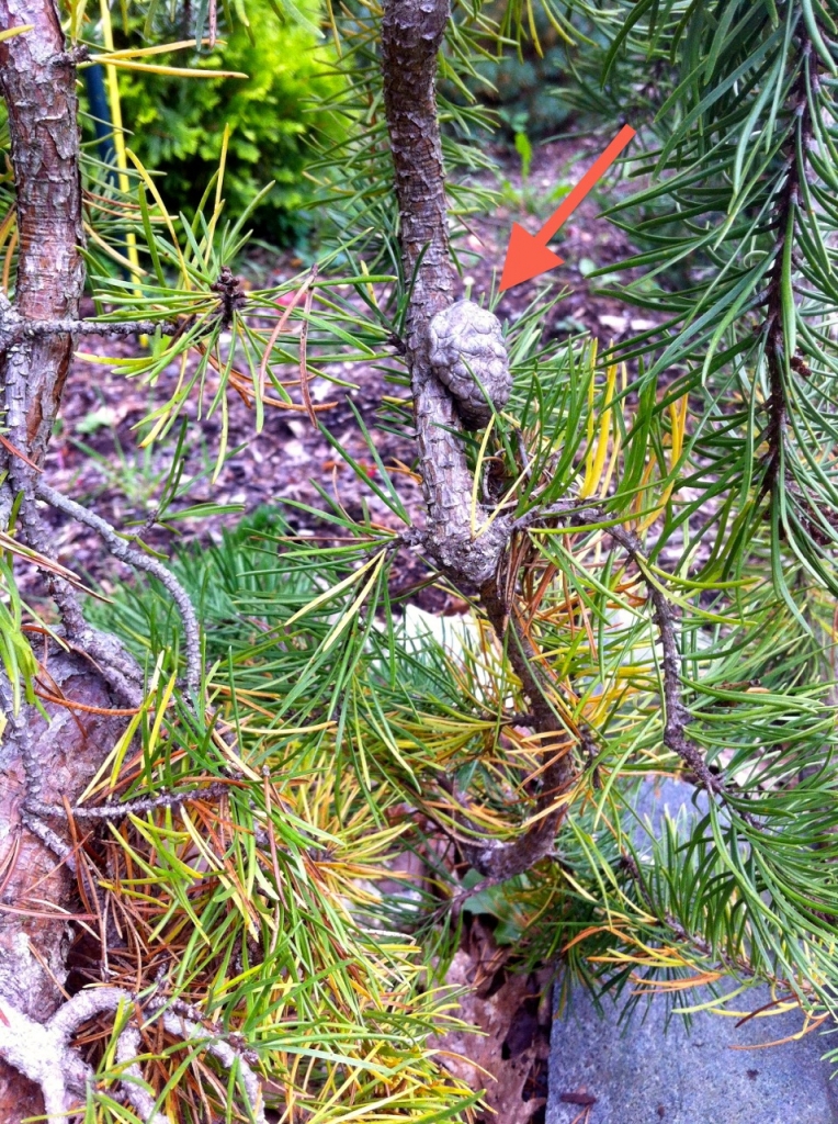 Pinus banksiana 