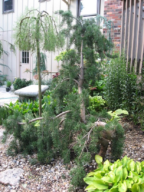 Pinus banksiana 