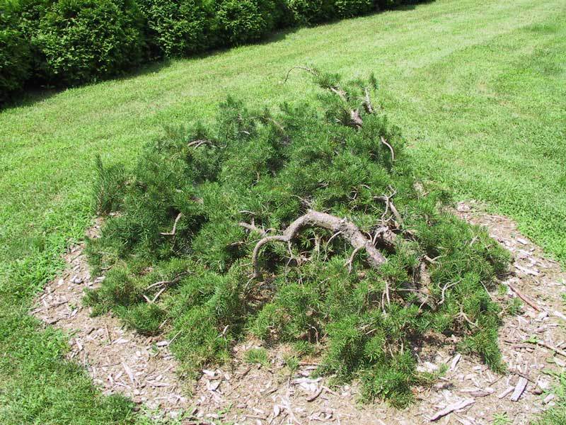 Pinus banksiana 