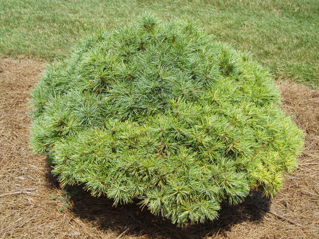 Pinus strobus 