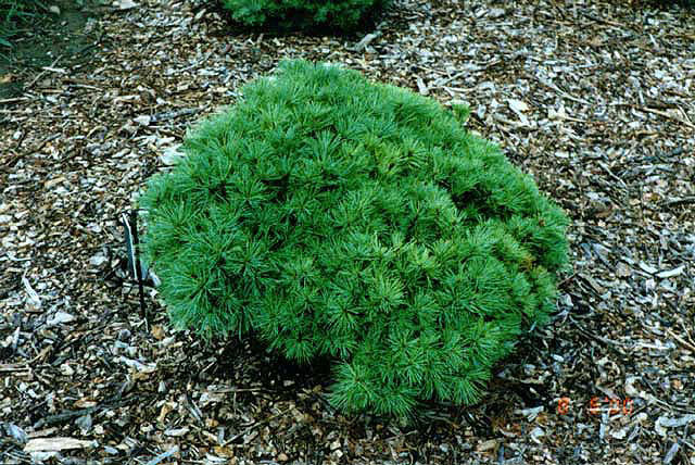 Pinus strobus 