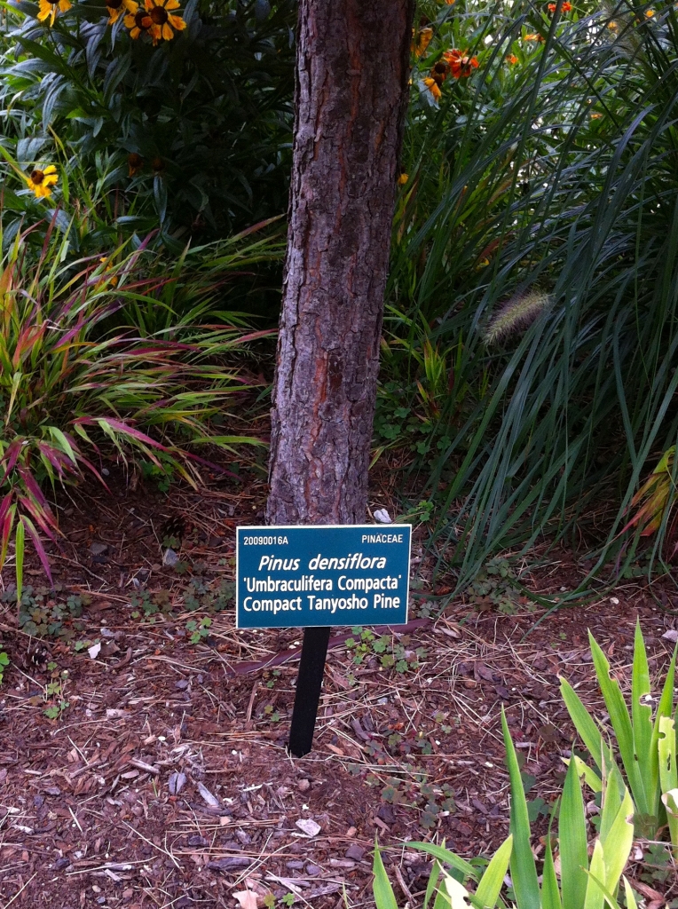 Pinus densiflora 