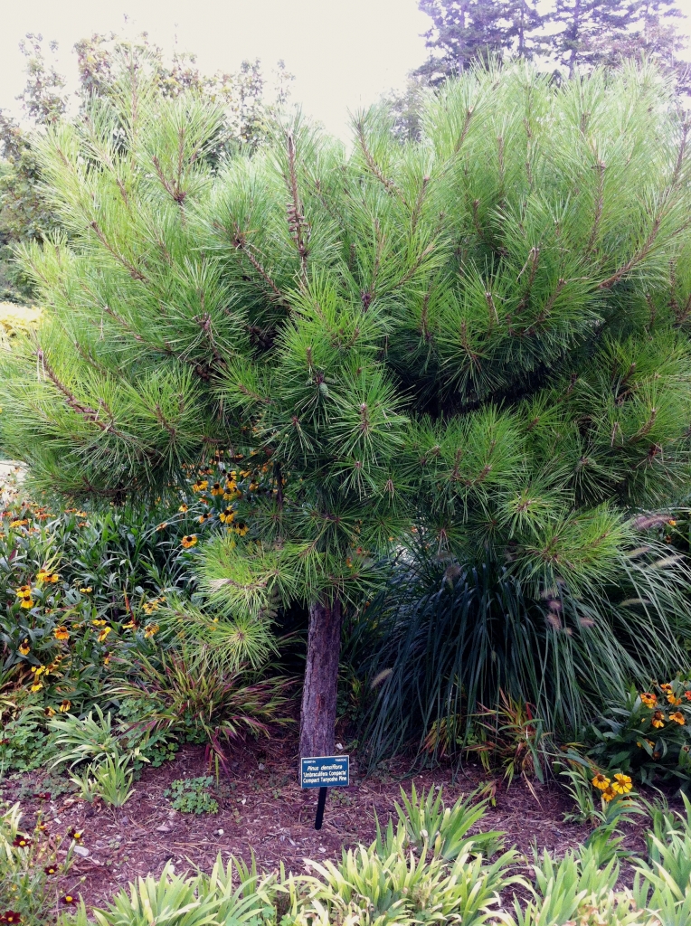 Pinus densiflora 