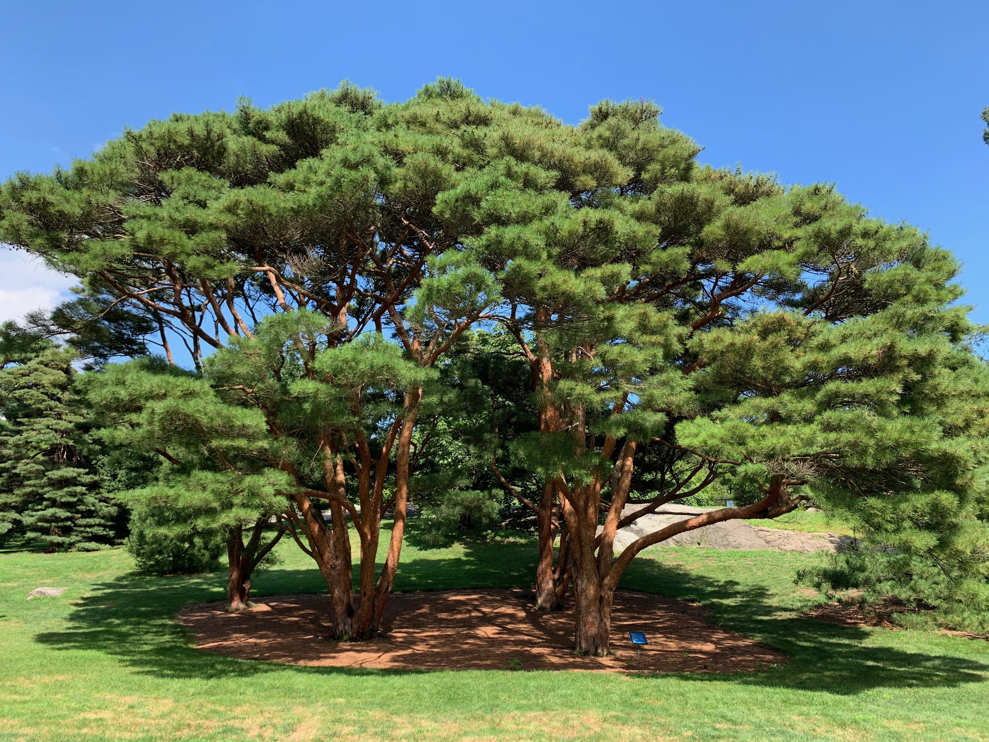 Pinus densiflora 