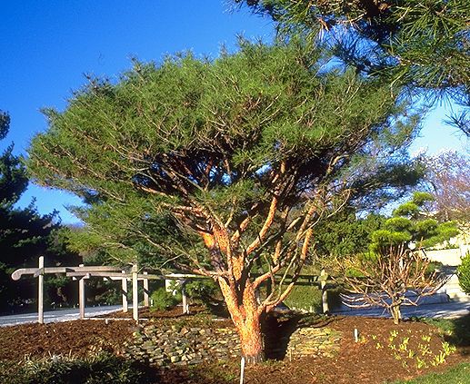Pinus densiflora 