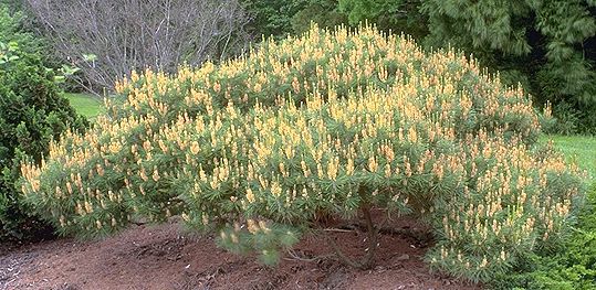 Pinus densiflora 