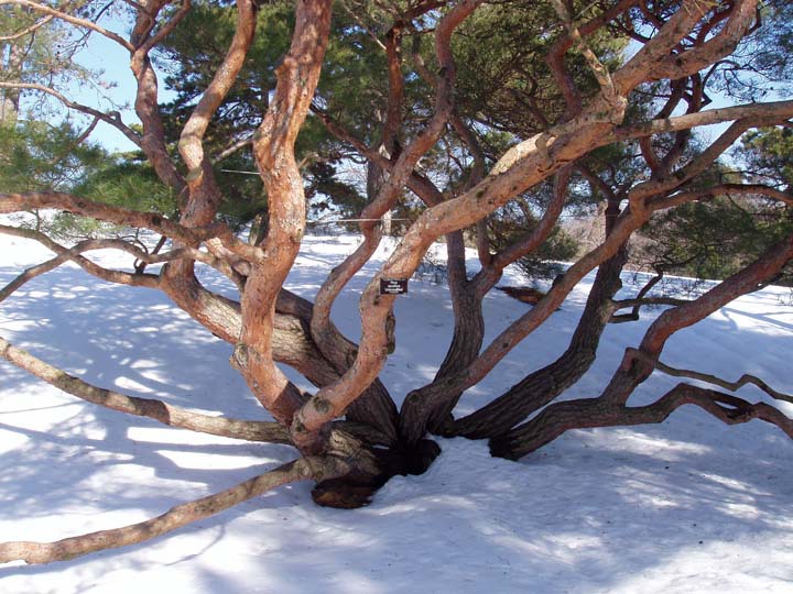 Pinus densiflora 