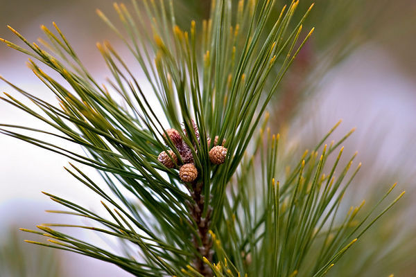 Pinus densiflora 