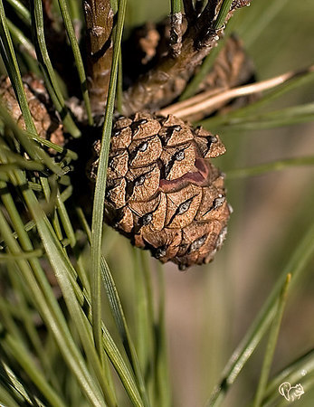 Pinus densiflora 