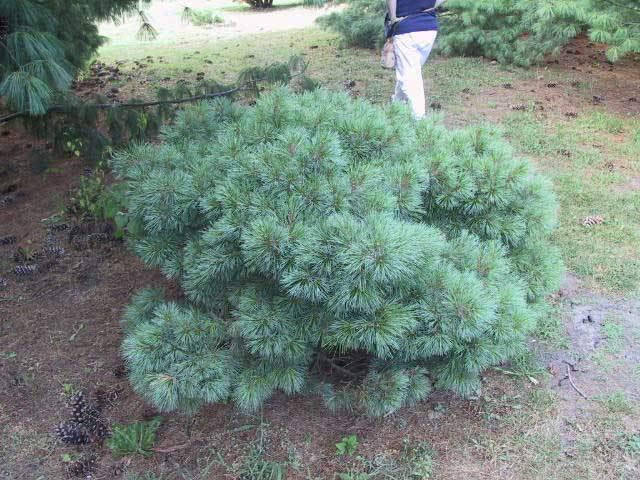 Pinus strobus 
