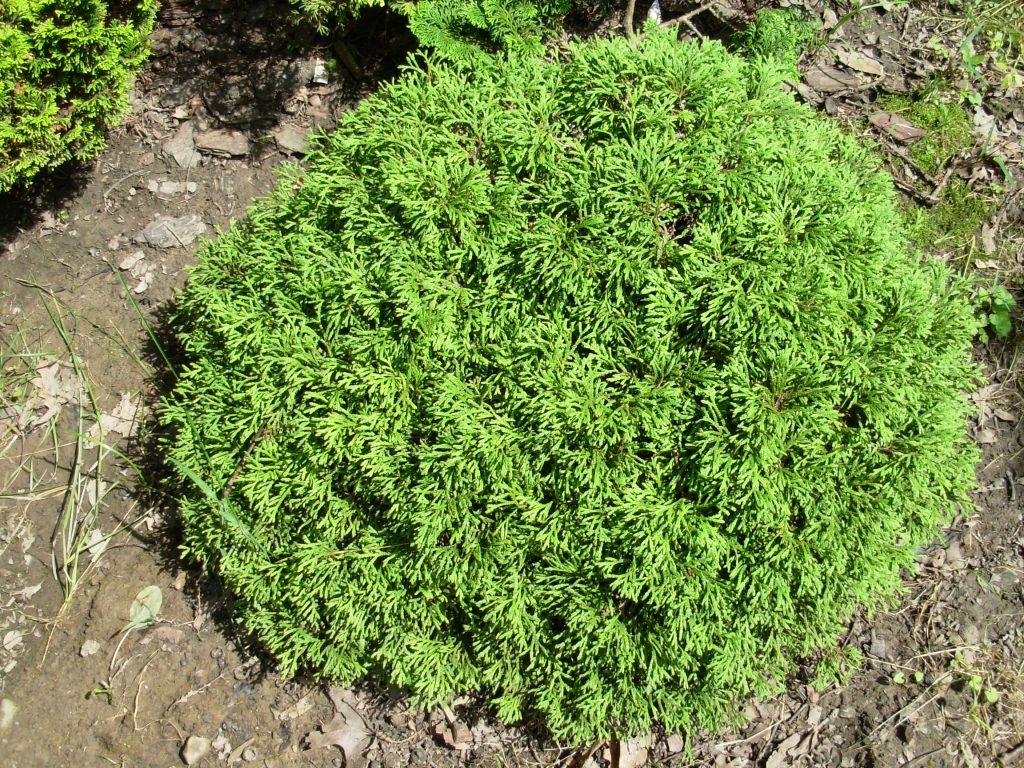 Thuja occidentalis 