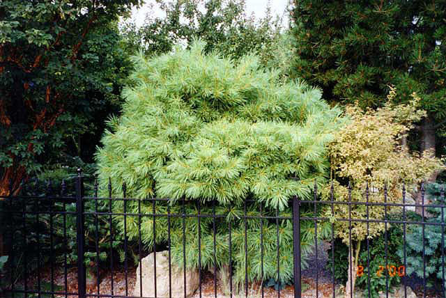 Pinus strobus 