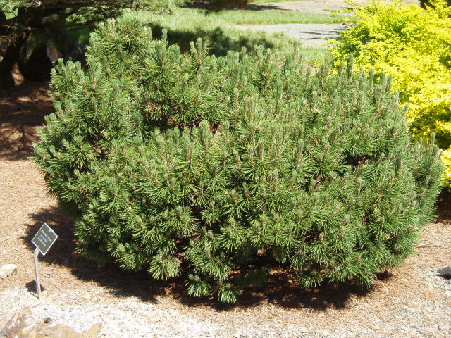 Pinus mugo 