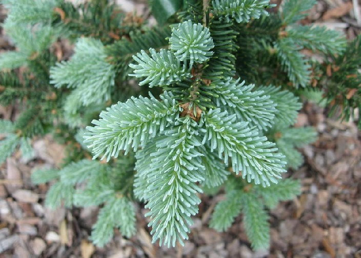 Abies balsamea 