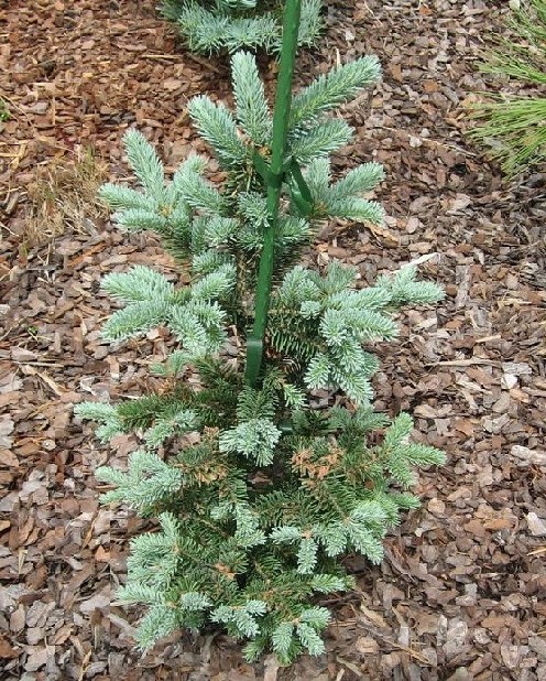 Abies balsamea 