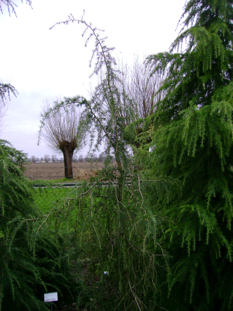Cedrus deodara 