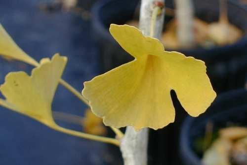 Ginkgo biloba 
