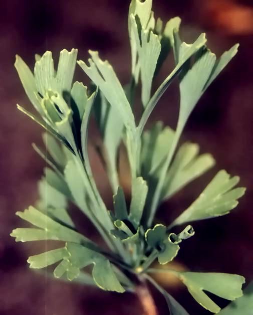 Ginkgo biloba 