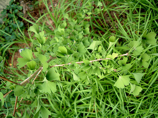 Ginkgo biloba 