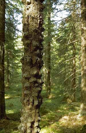 Picea abies 