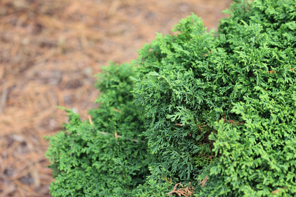 Chamaecyparis pisifera 