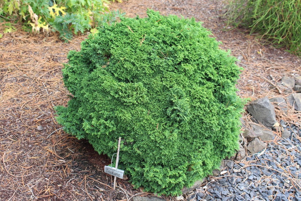Chamaecyparis pisifera 