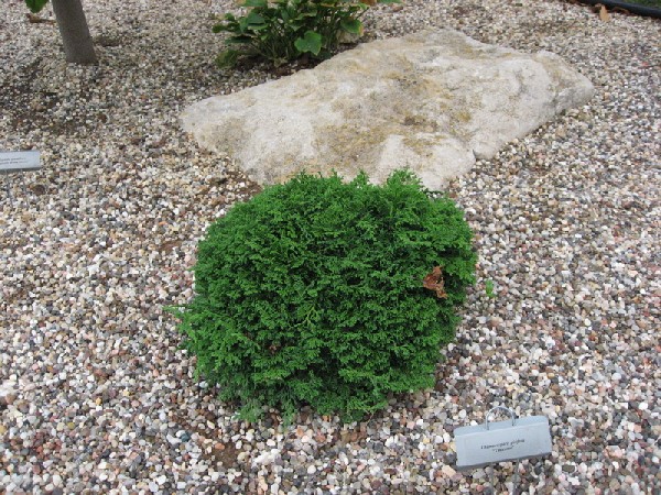 Chamaecyparis pisifera 