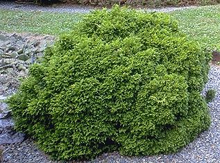 Chamaecyparis pisifera 