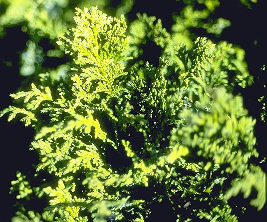 Chamaecyparis pisifera 