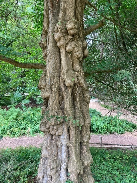 Ginkgo biloba 