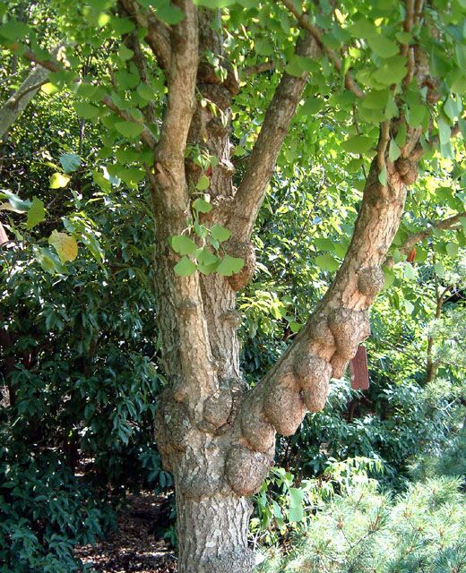 Ginkgo biloba 