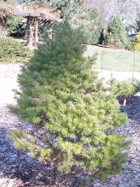 Pseudotsuga menziesii 