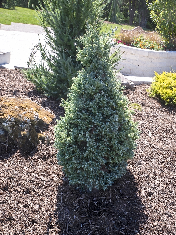 Chamaecyparis pisifera 