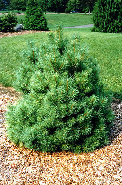 Pinus strobus 