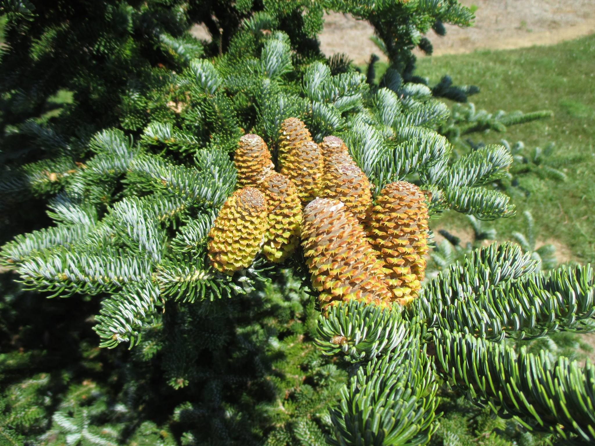 Abies nordmanniana 