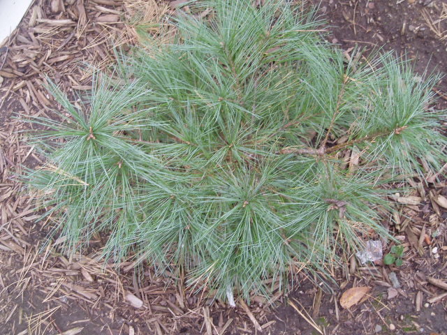 Pinus strobus 