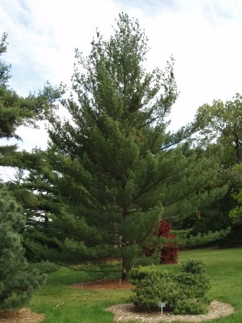 Pinus strobus 