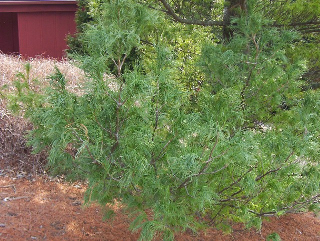 Pinus strobus 