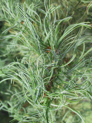 Pinus strobus 