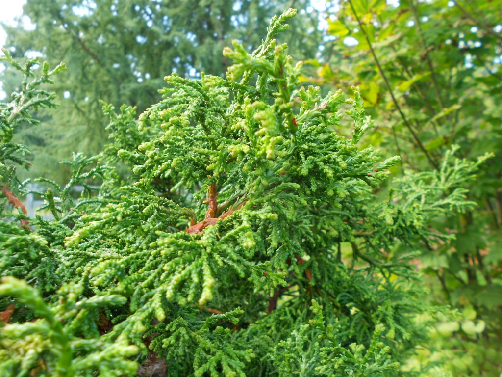 Chamaecyparis obtusa 