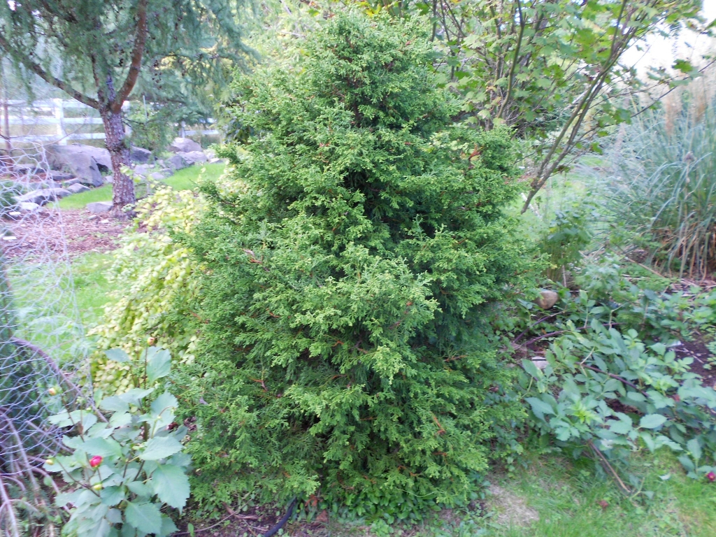 Chamaecyparis obtusa 