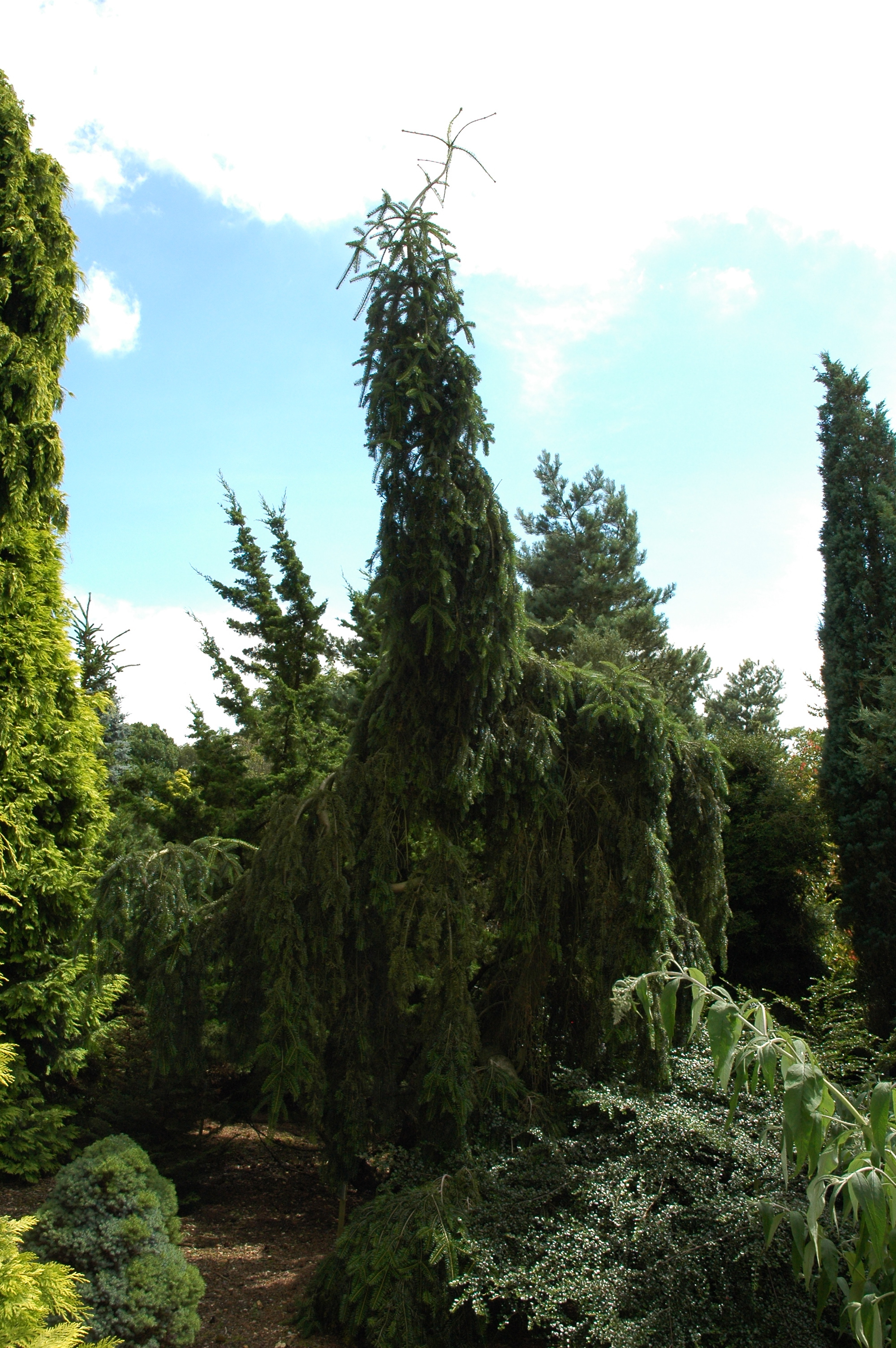 Abies alba 