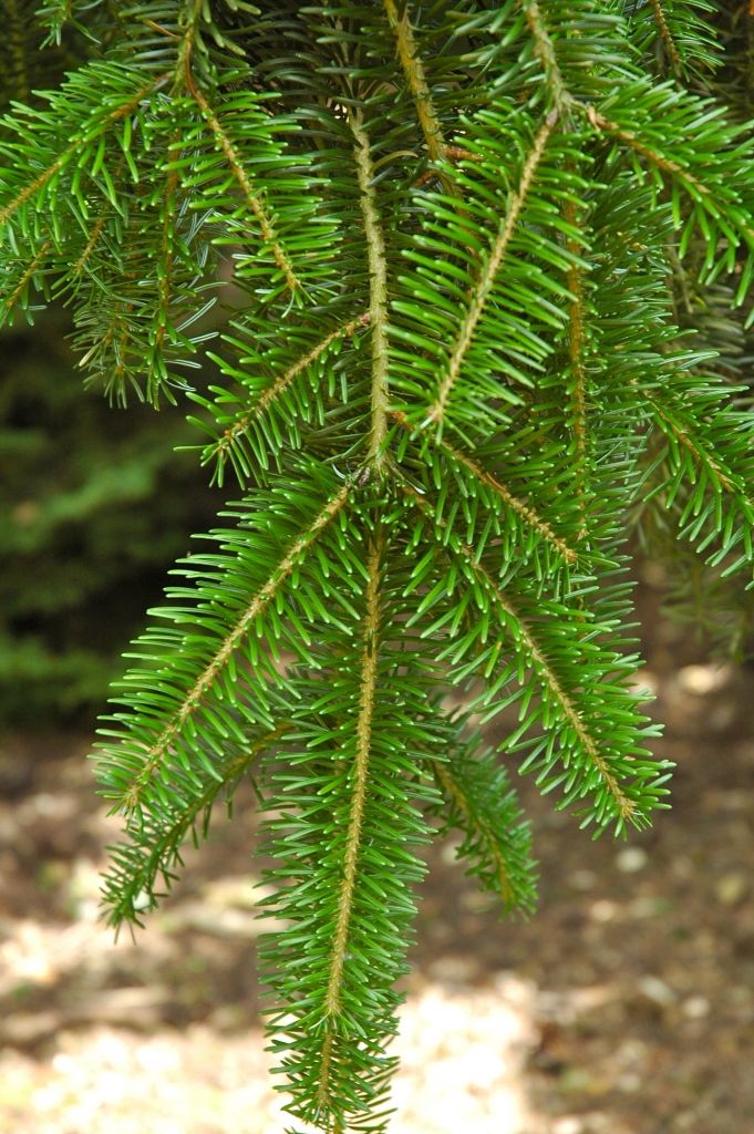 Abies alba 