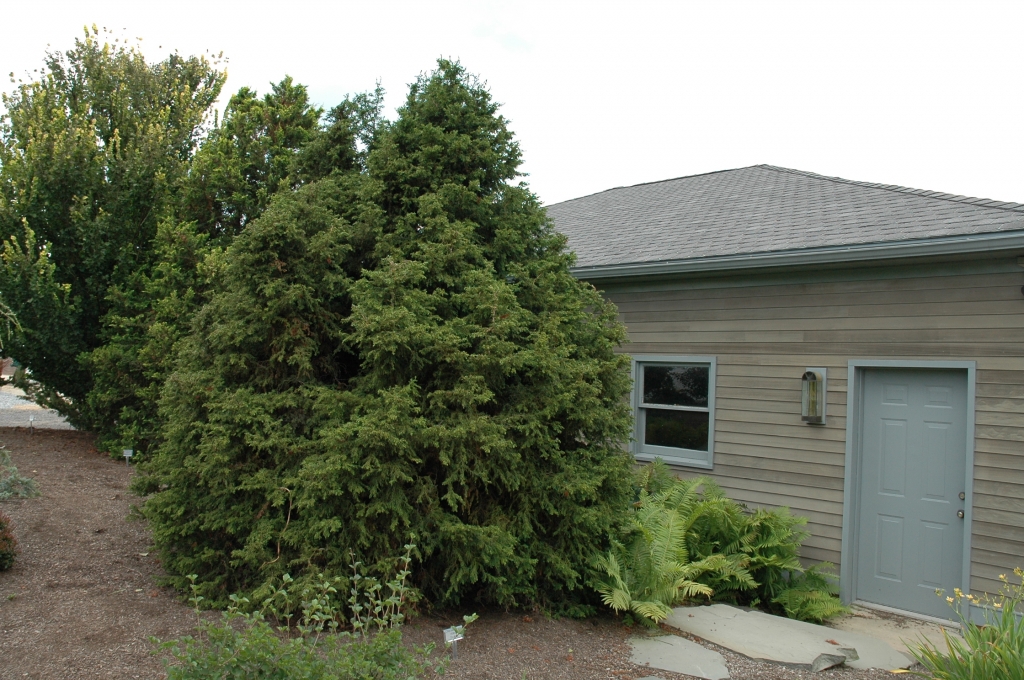 Chamaecyparis obtusa 